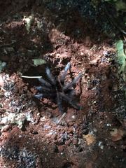 Phormictopus atrichomatus