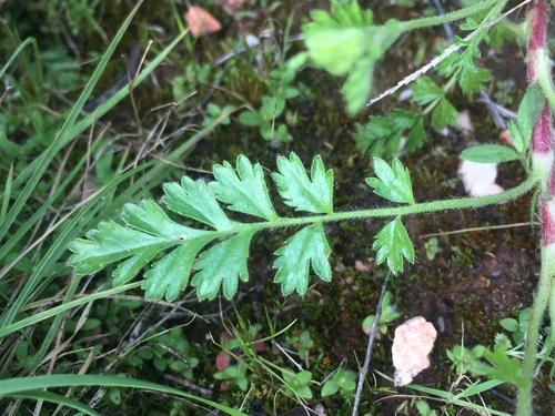 Image of Horkelia parryi by (c) Matt Berger, some rights reserved (CC BY)