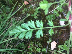 Horkelia parryi