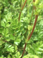 Horkelia parryi