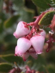 Arctostaphylos myrtifolia