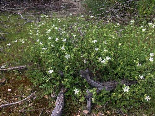 Image of Horkelia parryi by (c) Matt Berger, some rights reserved (CC BY)