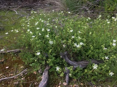Horkelia parryi