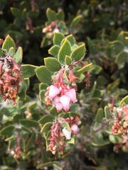 Arctostaphylos myrtifolia