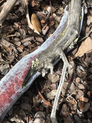 Arctostaphylos myrtifolia