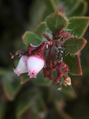 Arctostaphylos myrtifolia