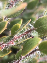 Arctostaphylos myrtifolia