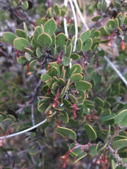 Arctostaphylos myrtifolia