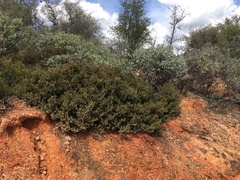 Arctostaphylos myrtifolia