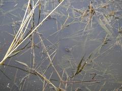 Lithobates sylvaticus