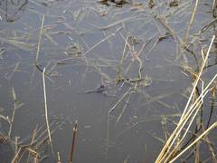 Lithobates sylvaticus