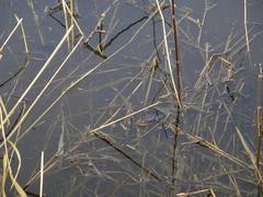 Lithobates sylvaticus