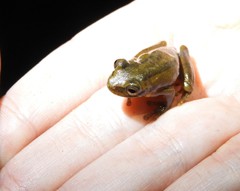 Dendropsophus bogerti