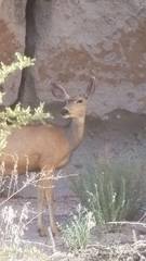 Odocoileus hemionus eremicus