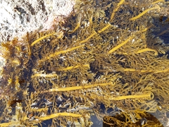 Carpophyllum plumosum