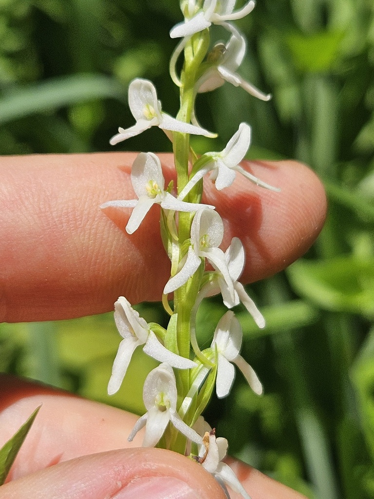 Platanthera dilatata