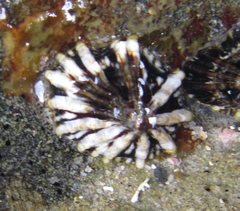 Siphonaria australis