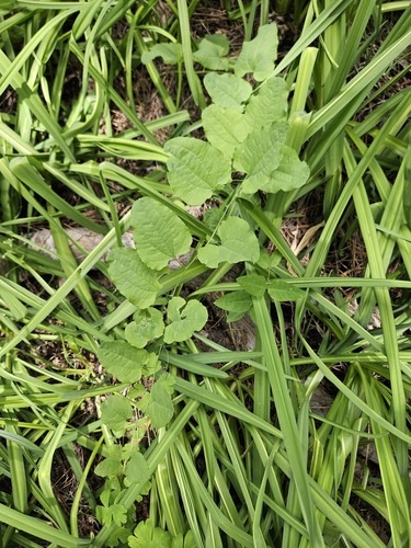 English Peak greenbrier (Smilax jamesii)