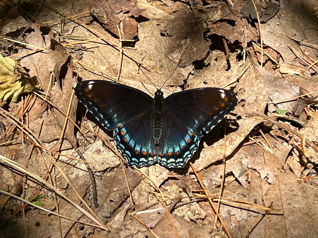 Red-spotted Purple