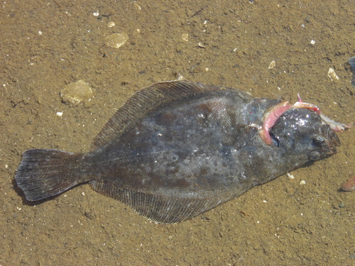 Smalleye flounder (Paralichthys microps) — Paralichthyidae