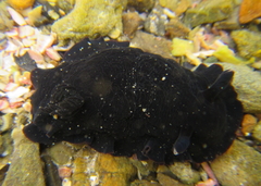 Dendrodoris
