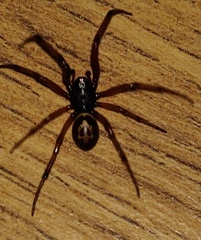 Steatoda nobilis