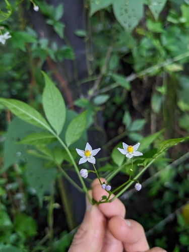 Solanum appendiculatum, photograph 2