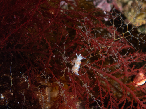 Bonnemaisonia nootkana observed 2025-06-20