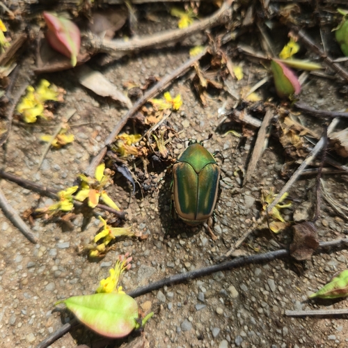 Green June beetle