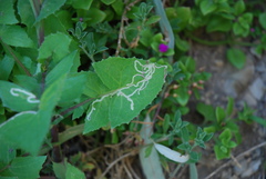 Phytomyza syngenesiae