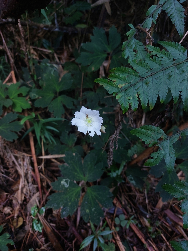 Anemone glazioviana