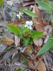 Viola primulifolia