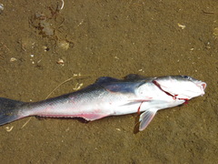 Eleginops maclovinus