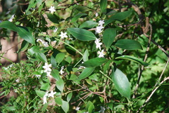 Myoporum petiolatum