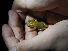 Dendropsophus bogerti