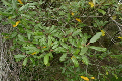 Pittosporum ralphii