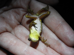 Dendropsophus bogerti