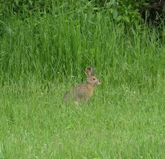 Lepus americanus