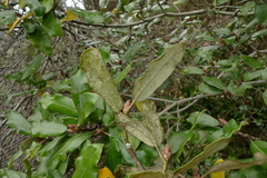 Pittosporum ralphii