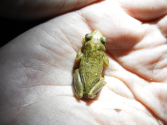 Dendropsophus bogerti