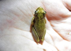 Dendropsophus bogerti
