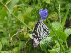 Danaus melanippus edmondii
