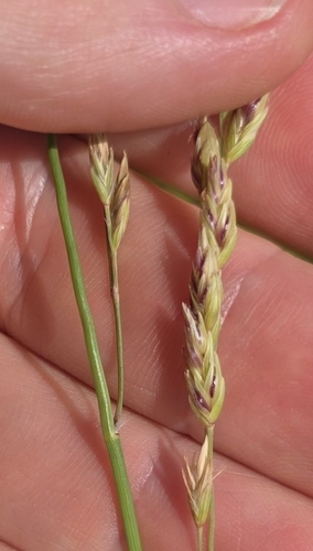 Texasgrass (Vaseyochloa multinervosa)