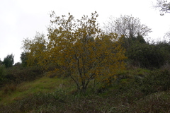 Sophora tetraptera
