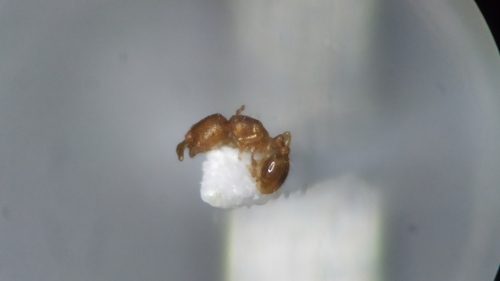 Carebara escherichiCarebara escherichi