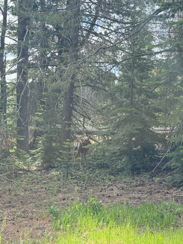 iNaturalist observation photo of Mule Deer