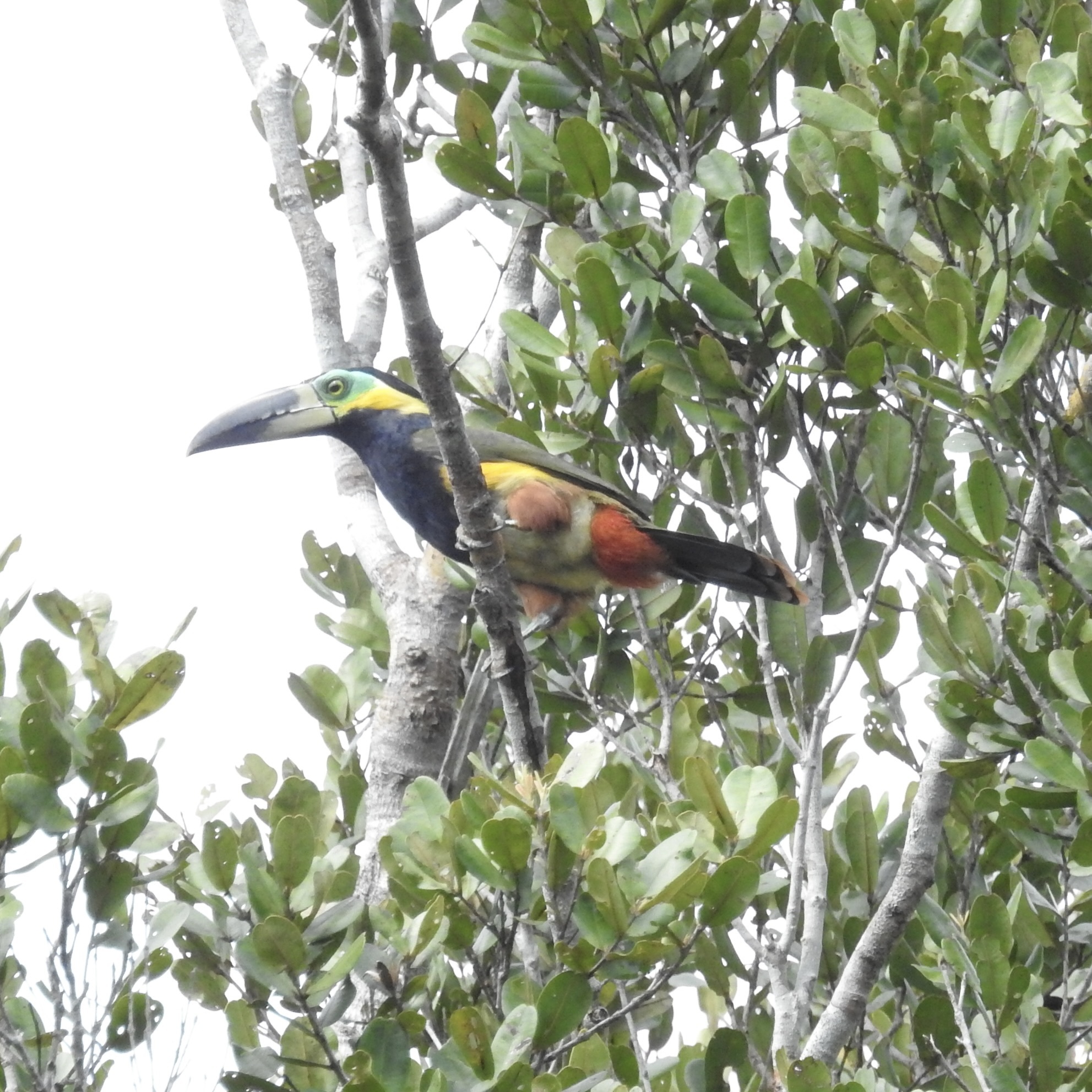 Golden-collared Toucanet (Selenidera reinwardtii), photo 2