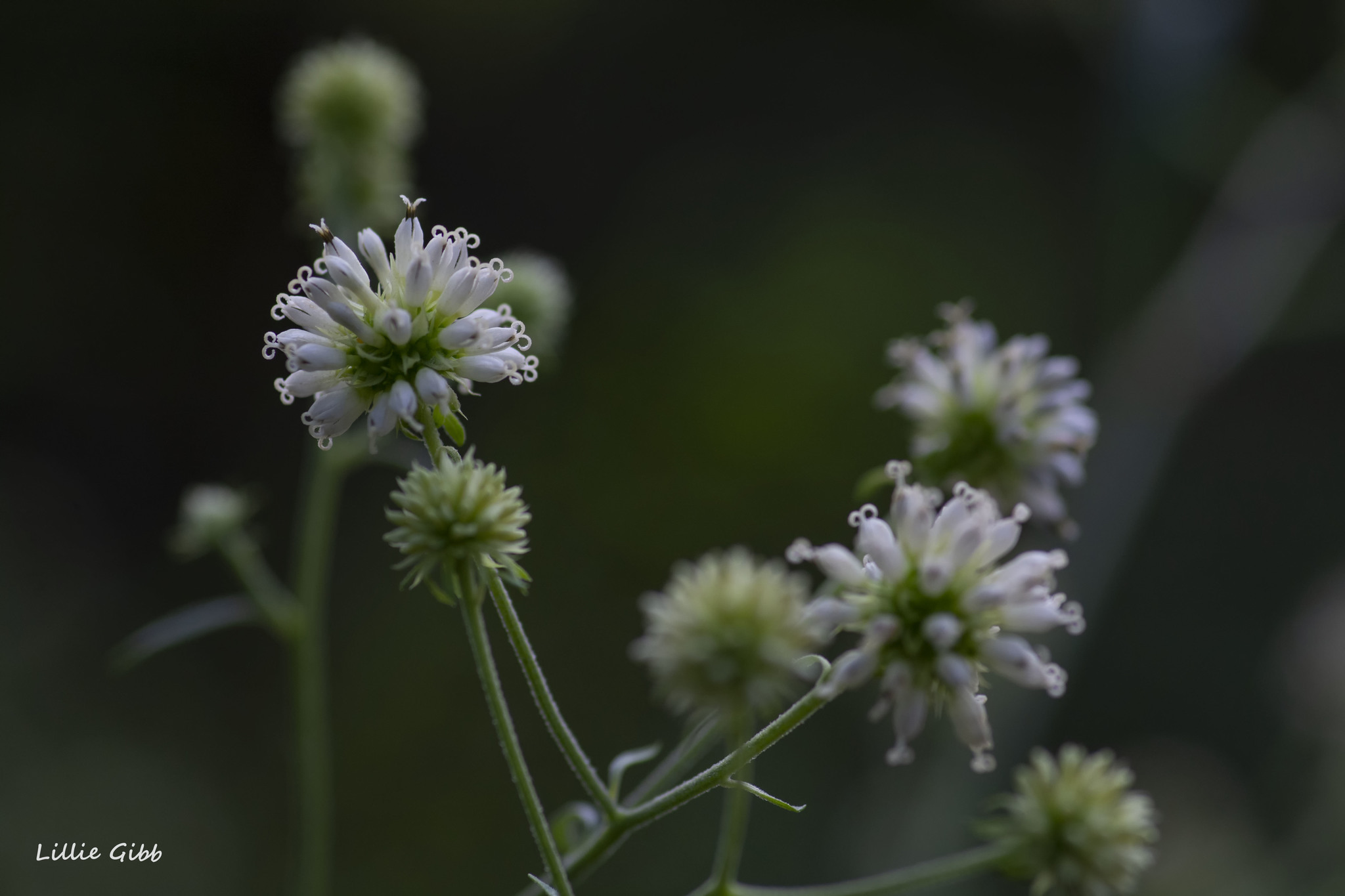 Verbesina walteri