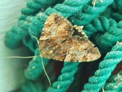 Catocala muliercula