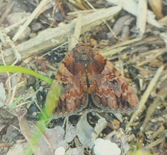 Catocala muliercula
